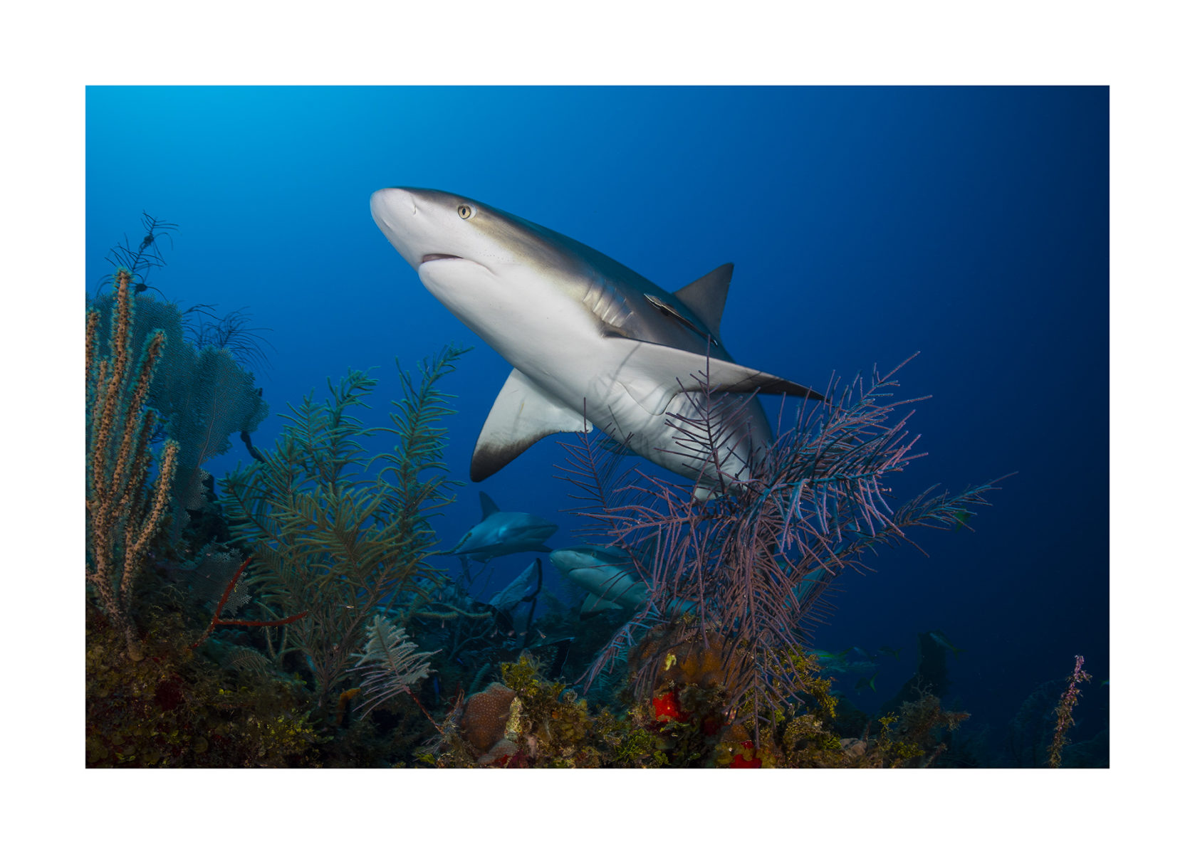 Caribbean Reef Shark - Matty Smith Photo caribbean reef shark diagram 