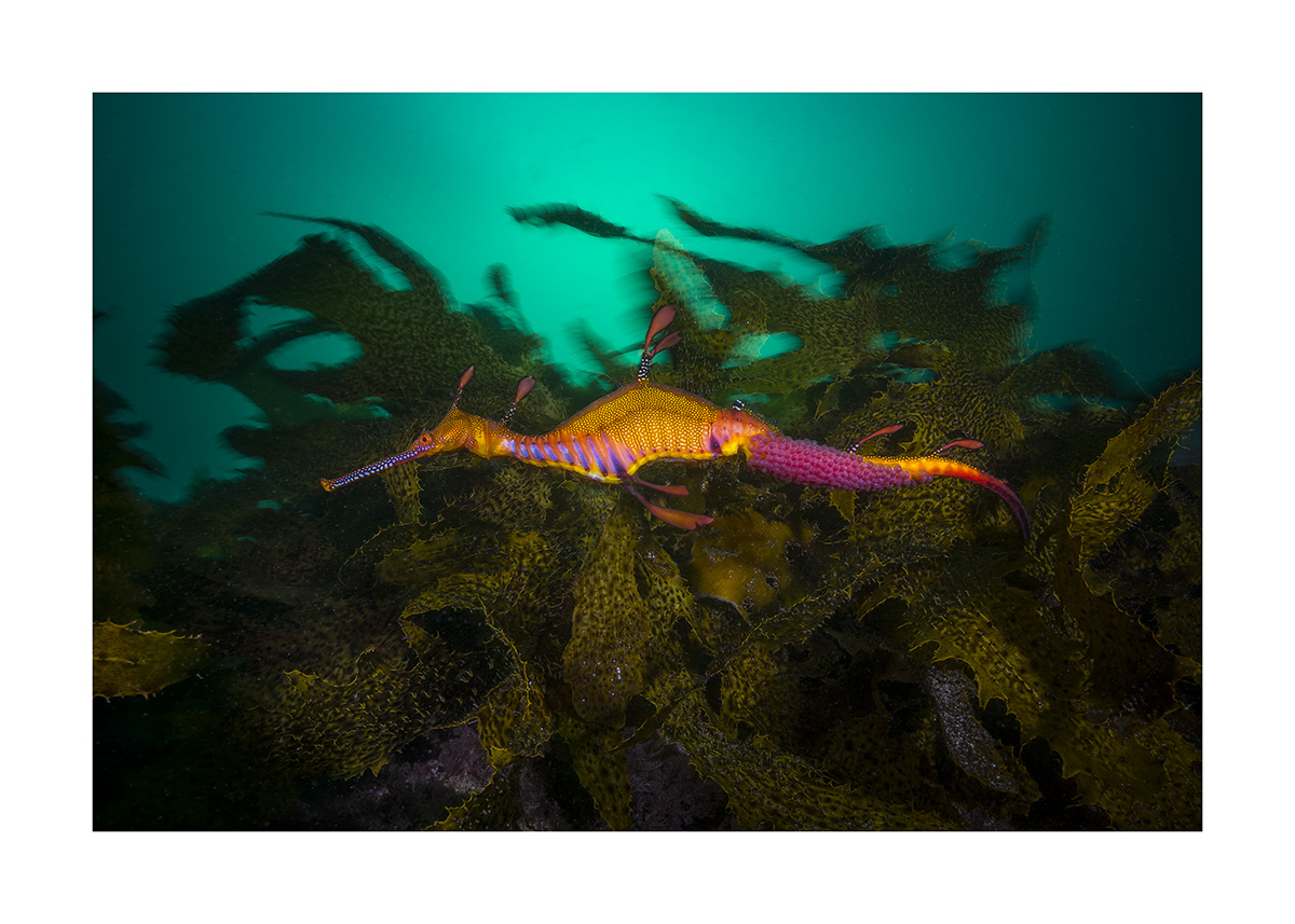 Weedy Sea Dragon With Eggs Matty Smith Photo