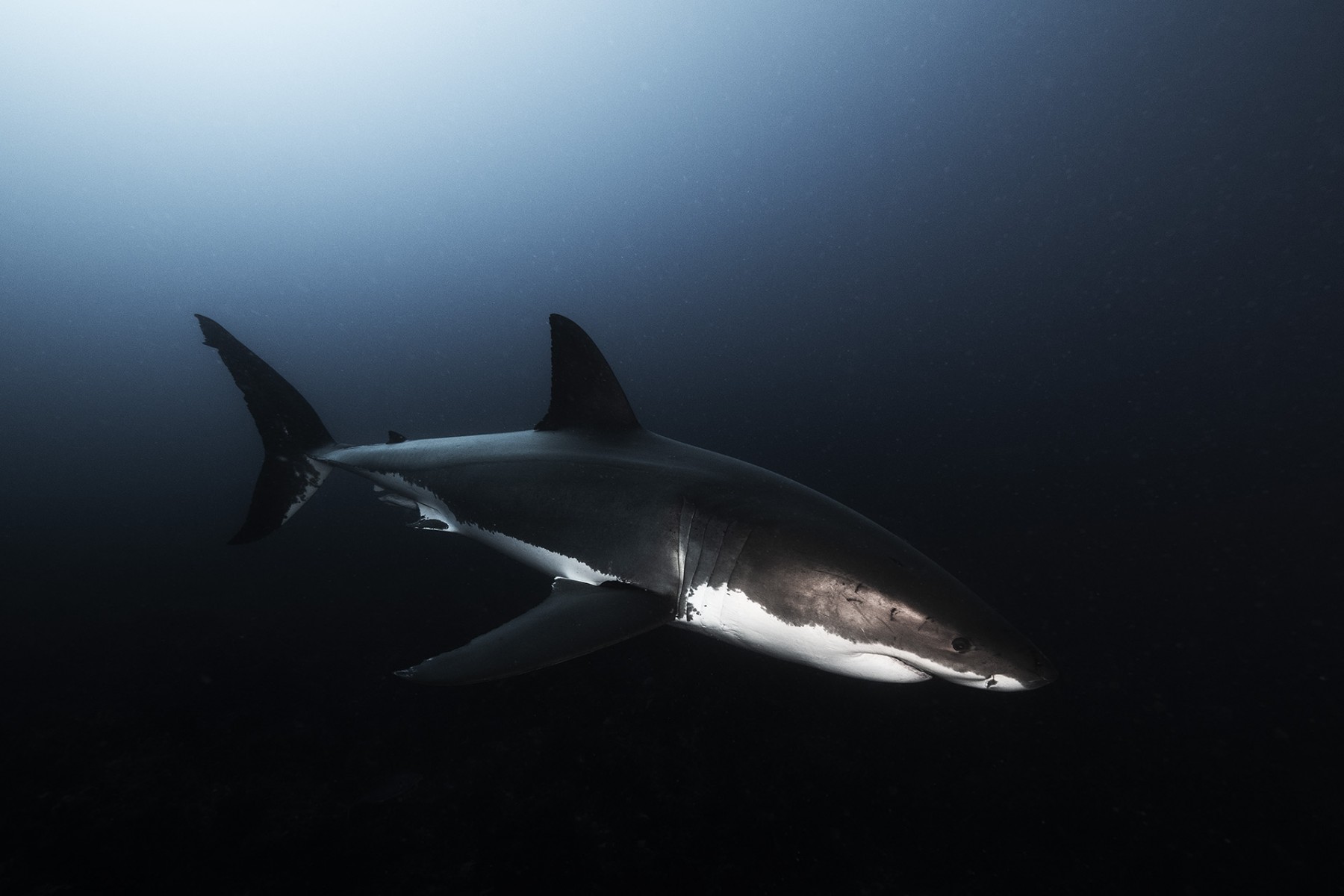Great White Shark Safari