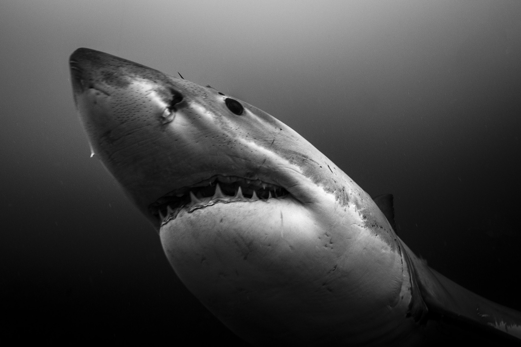 great white shark black and white